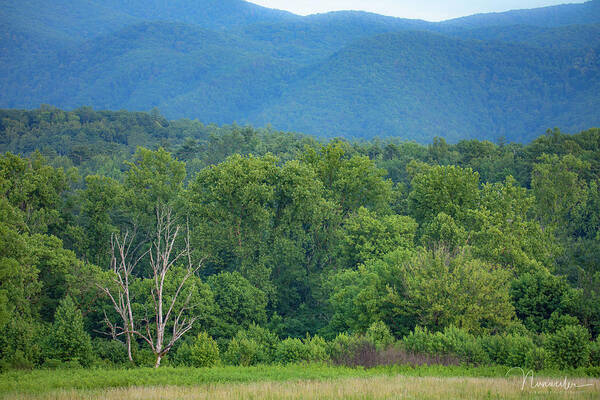 Art Prints Art Print featuring the photograph Cades Cove 4 by Nunweiler Photography