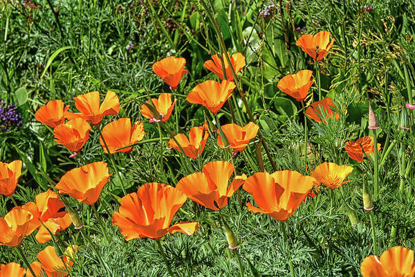 Linda Brody Art Print featuring the photograph California Poppies 4a by Linda Brody