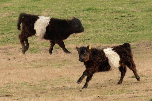 Belted Galloway Art Print featuring the photograph Calves Cavorting by Minnie Gallman