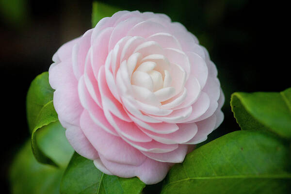 Camellia Art Print featuring the photograph Camellias Japonica 004 by Rich Franco