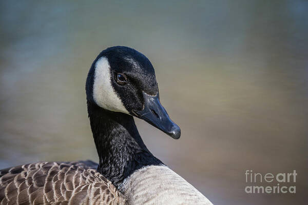 Canada Goose Art Print featuring the photograph Canada Goose Portrait by Eva Lechner