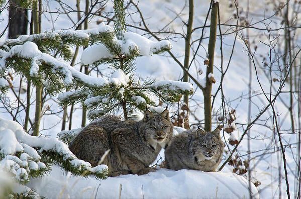Three Quarter Length Art Print featuring the photograph Canada Lynx Lynx Canadensis Mother And by Mark Newman / Design Pics