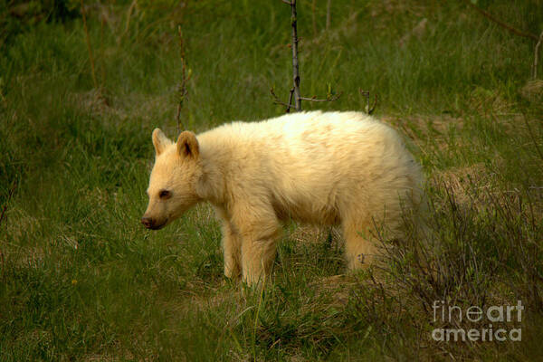 White Bear Art Print featuring the photograph Canadian Rockies White Black Bear Cub by Adam Jewell