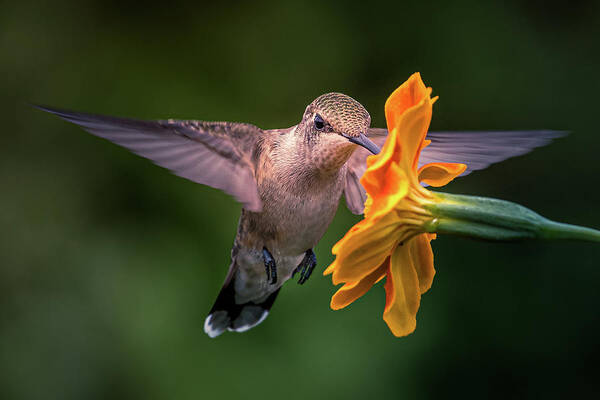 Hummingbird Art Print featuring the photograph Capturing the Moment by Allin Sorenson