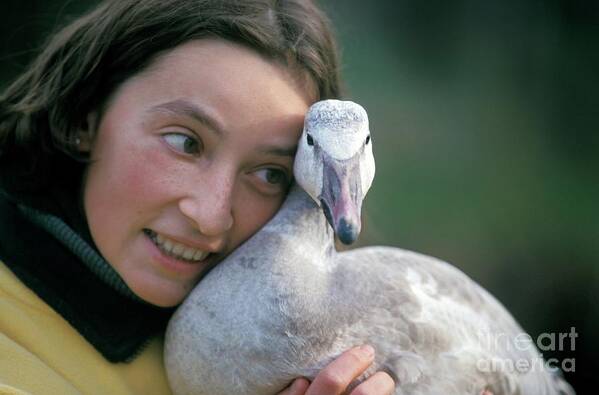 20s Art Print featuring the photograph Carer Hugging A Young Snow Goose by Patrick Landmann/science Photo Library