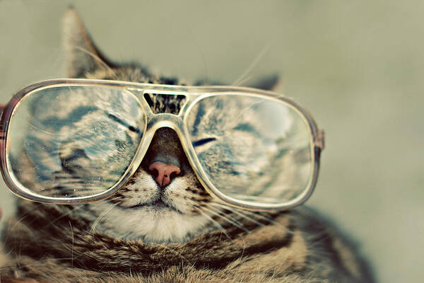 Pets Art Print featuring the photograph Cat With Glasses by Sara Miedema