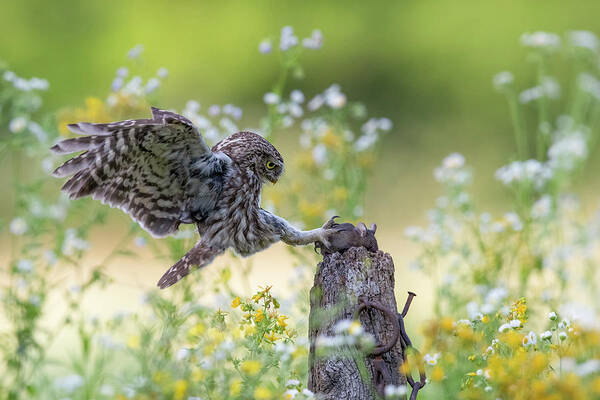 Wildlife Art Print featuring the photograph Catch!!! by Marco Redaelli