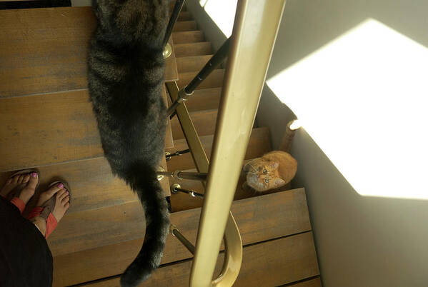 2 Cats Art Print featuring the photograph Cats On The Stairs by Inge Elewaut