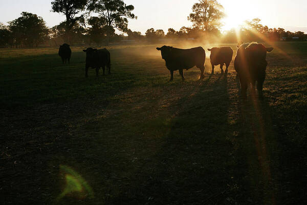 Wagga Wagga Art Print featuring the photograph Cattle by Daniel Boud