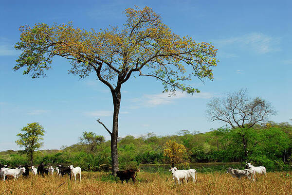 Animal Themes Art Print featuring the photograph Cattle In Pantanal by Lucille Kanzawa