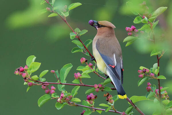 Berry Art Print featuring the photograph Cedar Waxwing With Berry by Ken Archer