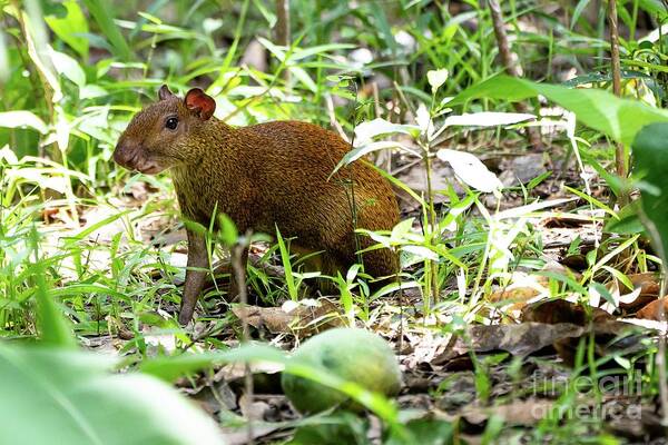 Central American Art Print featuring the photograph Central American Agouti by Photostock-israel/science Photo Library