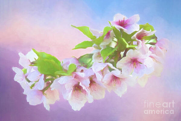 Cherry Blossoms Art Print featuring the photograph Charming Cherry Blossoms by Anita Pollak