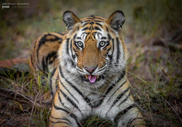 Tiger
Wildlife
India Art Print featuring the photograph Cheeky Tiger by Abhinav Sharma