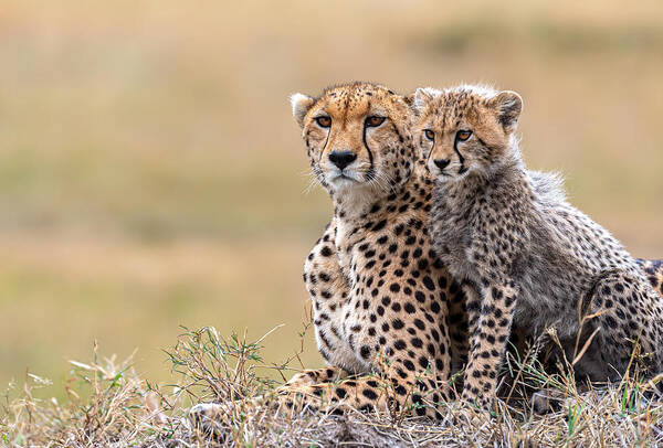 #faatoppicks Art Print featuring the photograph Cheetah Cub With Mom by Jie Fischer