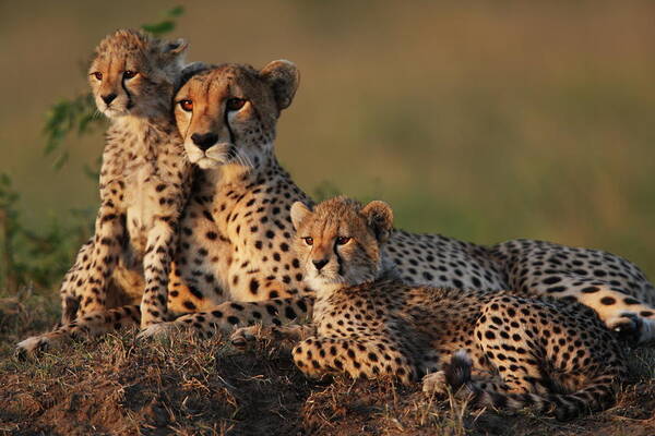 #faatoppicks Art Print featuring the photograph Cheetah Family by Gp232