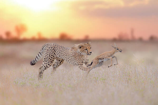 Cheetah Art Print featuring the photograph Cheetah Hunting A Gazelle by Ozkan Ozmen   I   Big Lens Adventures