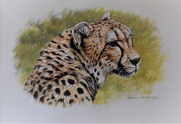 Paintings Art Print featuring the painting Cheetah Watercolour Portrait by Alan M Hunt