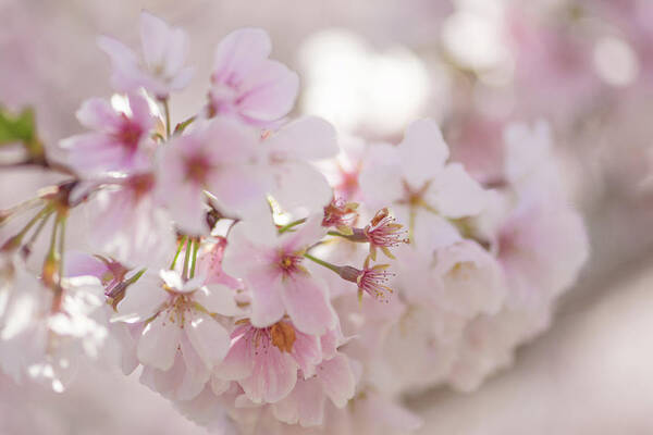 Cherry Blossom Art Print featuring the photograph Cherry Blossoms by Lori Rowland