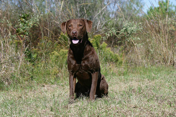 Animals Art Print featuring the photograph Chesapeake Bay Retriever 11 by Bob Langrish