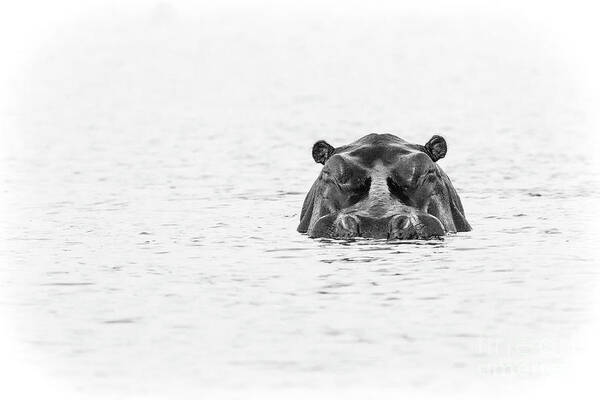  S Africa Art Print featuring the photograph Chobe River Hippo by Timothy Hacker