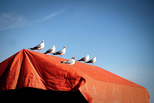 Orange Color Art Print featuring the photograph Choir Of Seagulls by Photography By Alan Leong. Shearnation.com