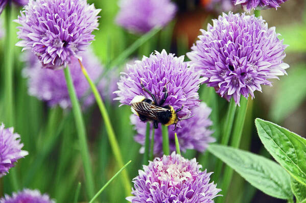 Chorley Art Print featuring the photograph  CHORLEY. Picnic In The Park. Bee In The Chives. by Lachlan Main