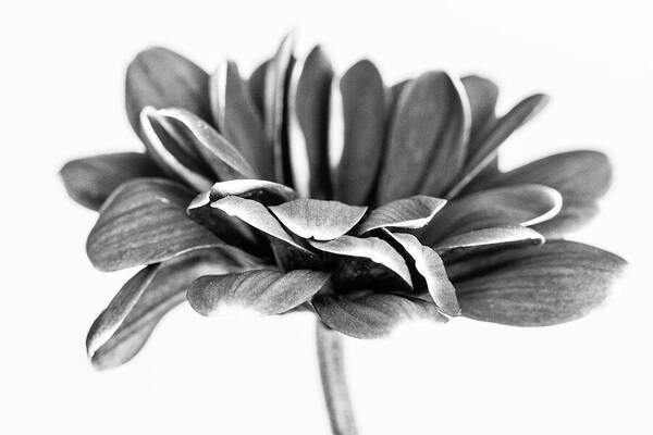 Abstract Art Print featuring the photograph Chrysanth Mono by Tanya C Smith