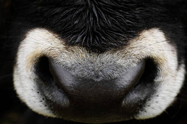 Animal Nose Art Print featuring the photograph Close-up Of A Nose Of An Oxen, Russia by Win-initiative/neleman