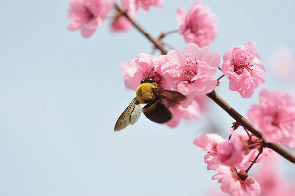 Insect Art Print featuring the photograph Close Up Of Bee Feeding On Peach Blossom by Fang Zhou
