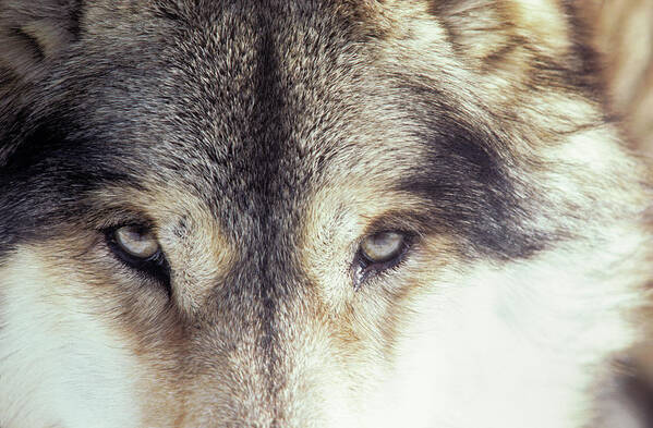 Animals In The Wild Art Print featuring the photograph Close-up Of Gray Wolf Eyes by Renaud Visage