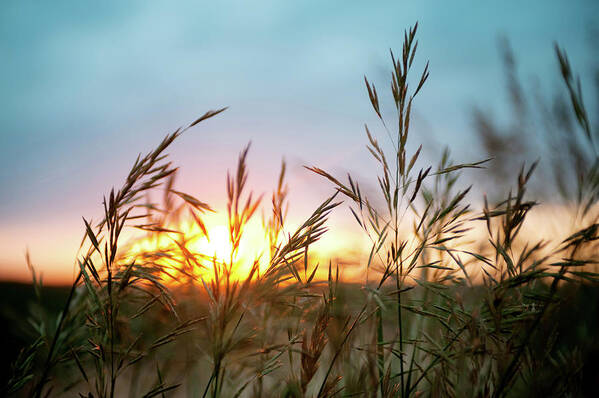 Tranquility Art Print featuring the photograph Close Up Of Wheat Field At Sunset by Jade Brookbank