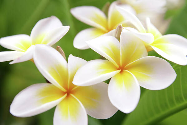Bunch Art Print featuring the photograph Close Up Of White And Yellow Plumeria by Hidesy