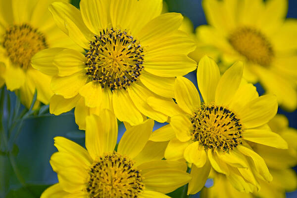 Petal Art Print featuring the photograph Closeup Of Balsalmroot Flowers by Alan Majchrowicz