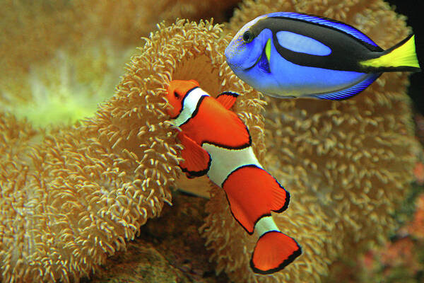 Underwater Art Print featuring the photograph Clownfish And Regal Tang by Aamir Yunus