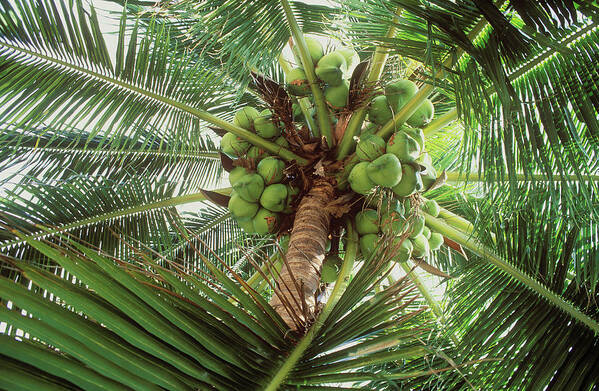 Directly Below Art Print featuring the photograph Coconuts On Palm Tree by Otto Stadler