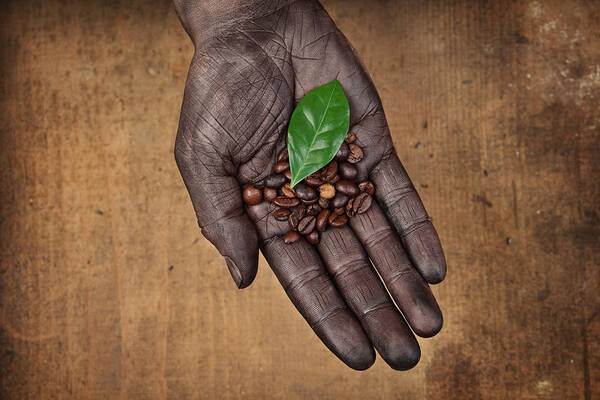 Palm Of Hand Art Print featuring the photograph Coffee Beans In Human Hand by Narvikk