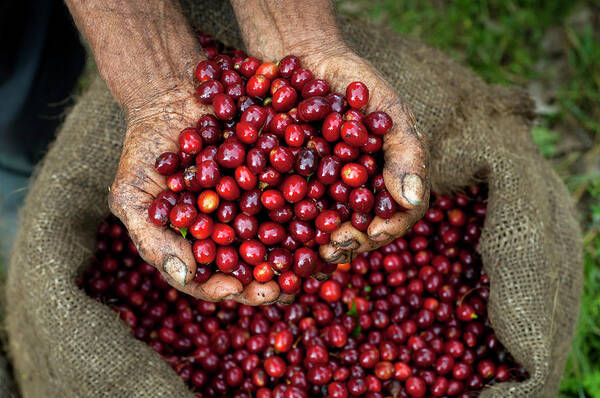 Cherry Art Print featuring the photograph Coffee Cherries, El Salvador by John Coletti