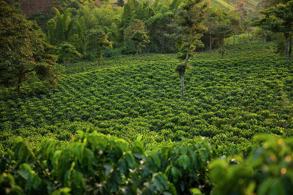 Scenics Art Print featuring the photograph Coffee Plantation In Evening Light by Picturegarden