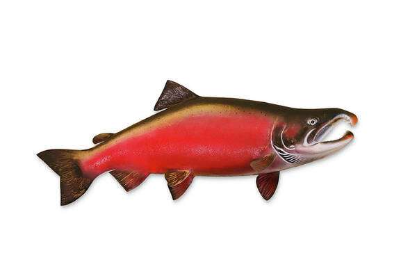 Orange Color Art Print featuring the photograph Coho Salmon With Clipping Path by Georgepeters