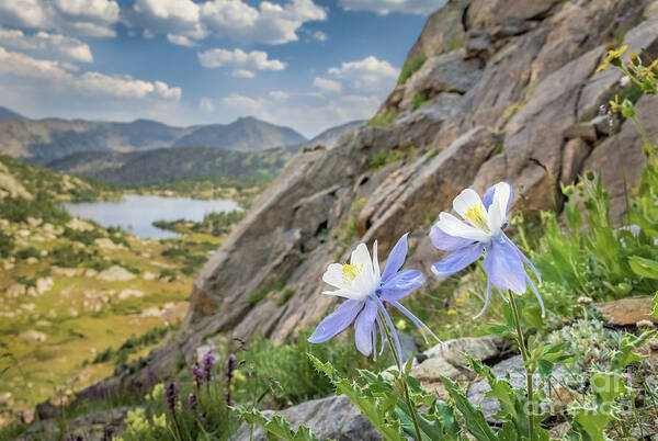 Columbine Art Print featuring the photograph Colorado Columbines by Melissa Lipton