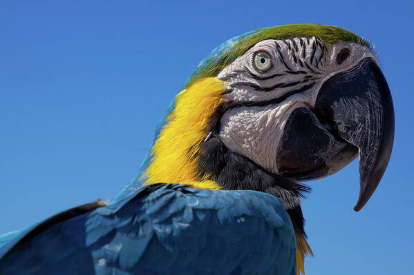 Parrot Art Print featuring the photograph Colorful parrot's head by Tatiana Travelways