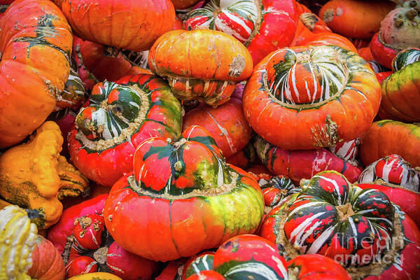 Pumpkin Art Print featuring the photograph Colorful pumpkins by Lyl Dil Creations
