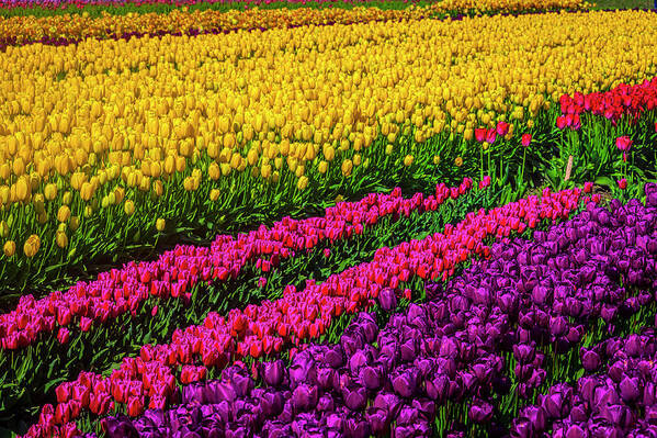 Tulip Art Print featuring the photograph Colorful Rows Of Spring Tulips by Garry Gay