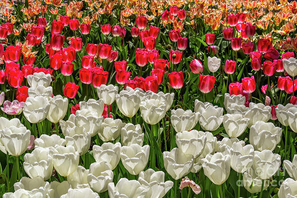 Art Art Print featuring the photograph Colorful Tulips in White and Pink by Roslyn Wilkins