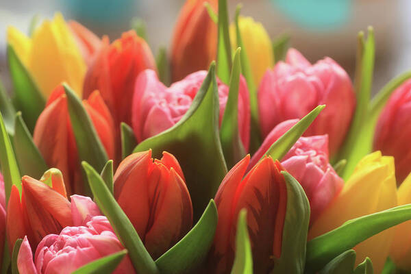 Easter Art Print featuring the photograph Colorful Tulips by Photography By Philipp Chistyakov