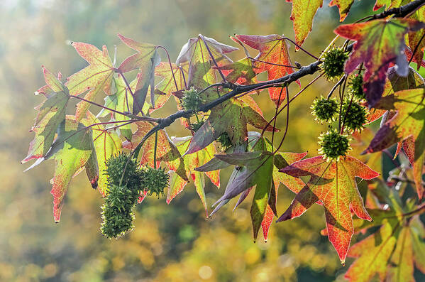 Alligatorwood Art Print featuring the photograph Colors of a sweet gum tree by Frans Blok