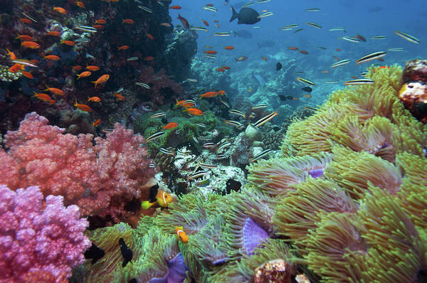 Colourful Coral Reef Art Print by Amriphoto - Photos.com