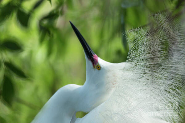 Snowy Egret Art Print featuring the photograph Come A Courting by Mary Lou Chmura