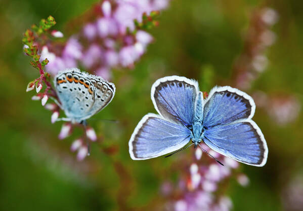 Common Blue Butterfly Art Print featuring the photograph Common Blue Butterfly Polyommatus Icarus by Brittak